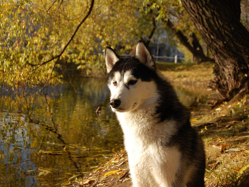 Husky Dog by River — Yellow