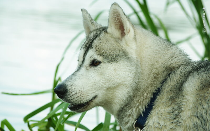 Husky Dog by Water