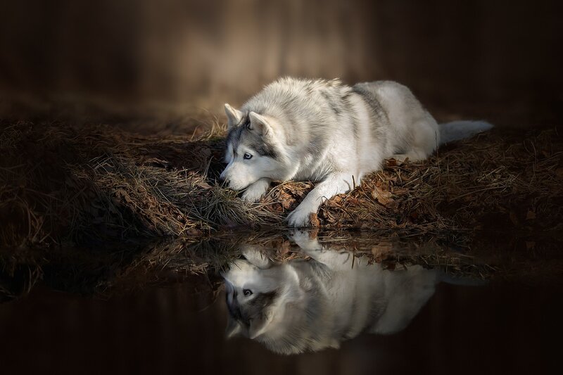 Husky Dog by Water — White