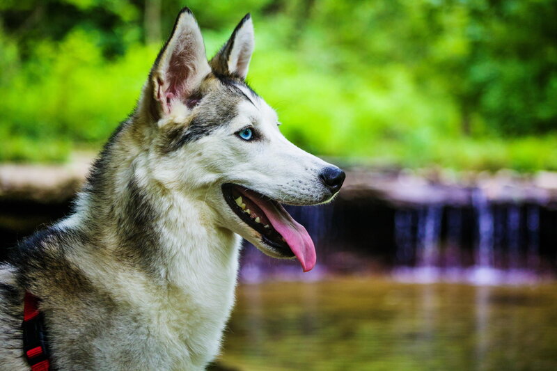 Husky Dog by Waterfall