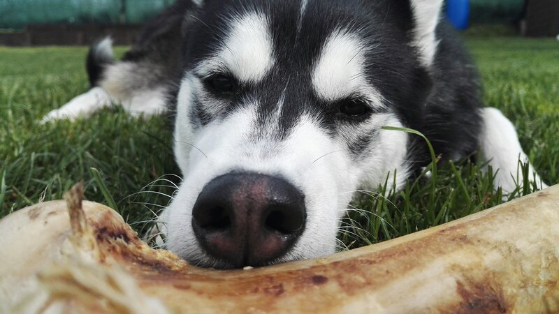 Husky Dog Chewing Bone