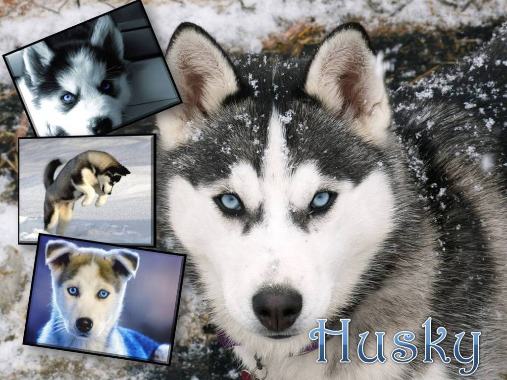 Husky dog collage
