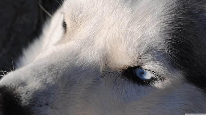 Husky Dog Eye