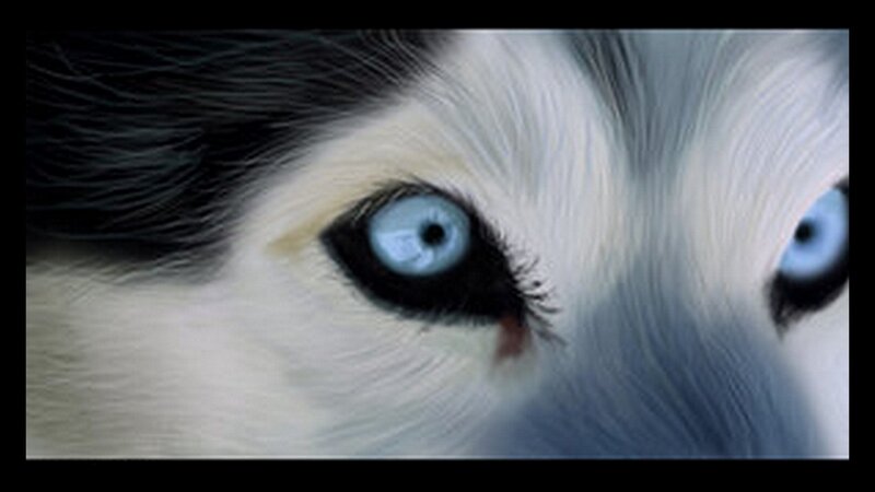 Husky Dog Eyes