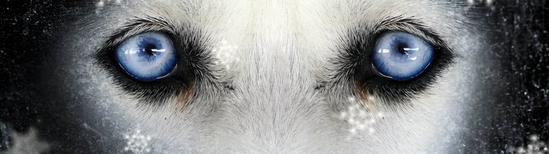 Husky Dog Eyes — White
