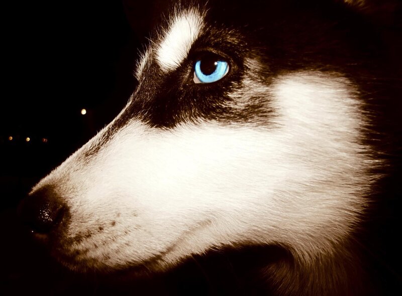 Husky Dog Face — Black, Dramatic, Night