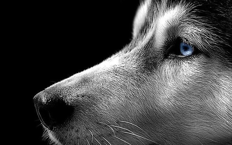 Husky Dog Face — Black, Dramatic