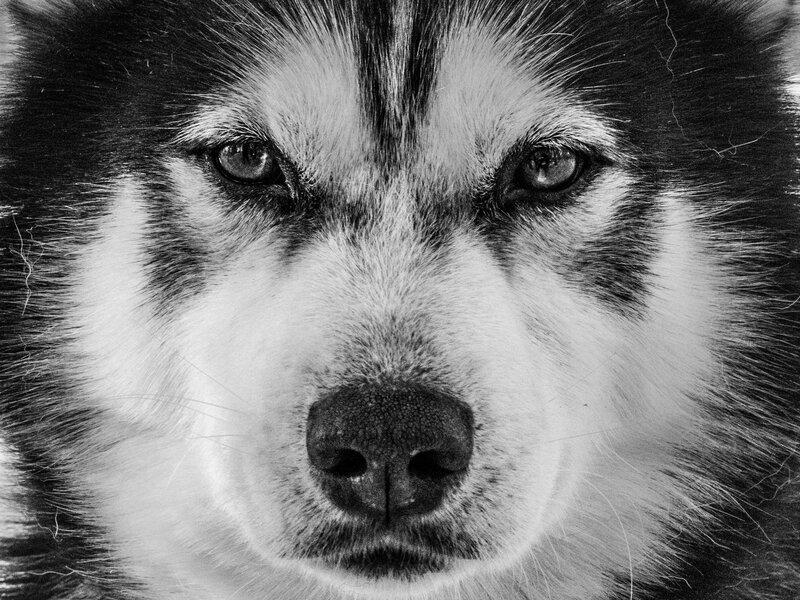 Husky Dog Face — Black, Intense, Photograph, Eyes, Nose, Fur