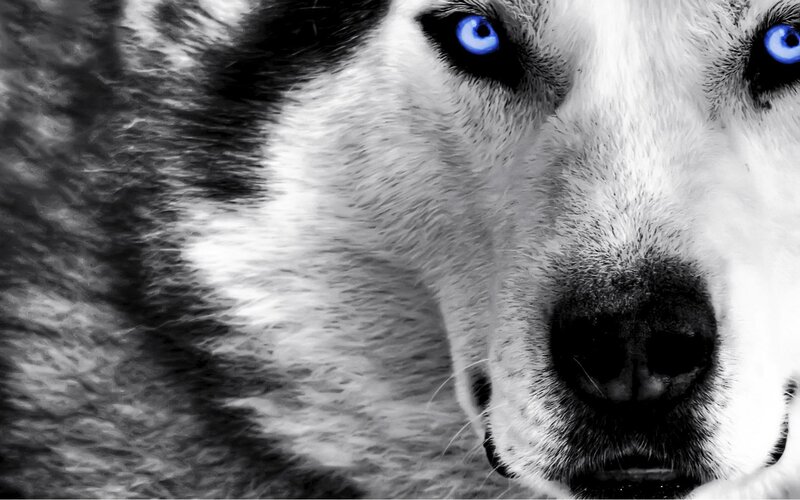Husky Dog Face — Black, Intense, Photograph, Eyes, Nose, White