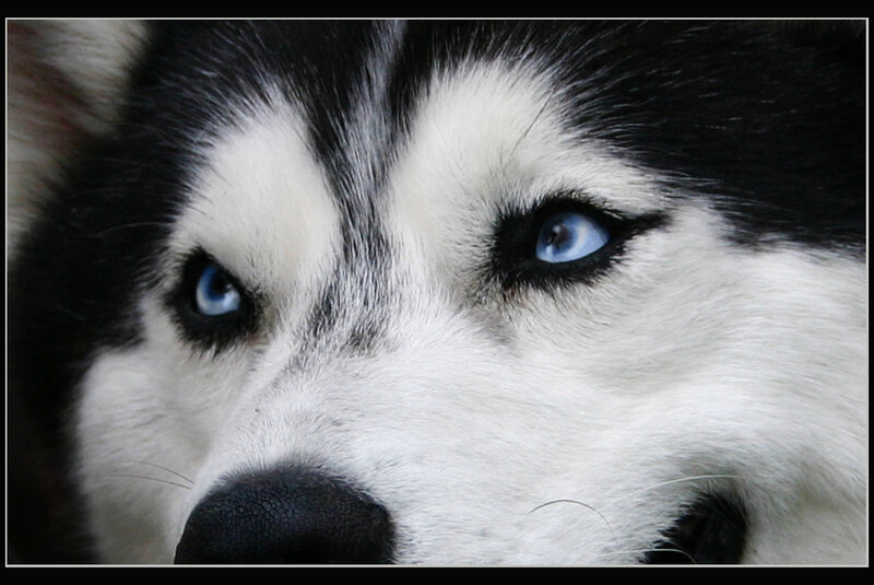 Husky Dog Face — Black, Intense, Photograph