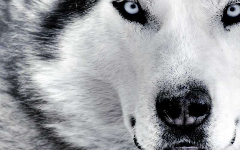 Husky Dog Face — Black, Intense