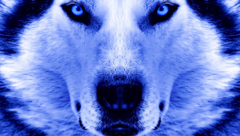 Husky Dog Face — Blue, Intense, Photograph