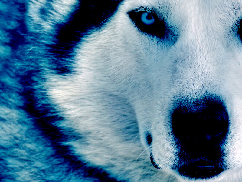 Husky Dog Face — Blue, Intense