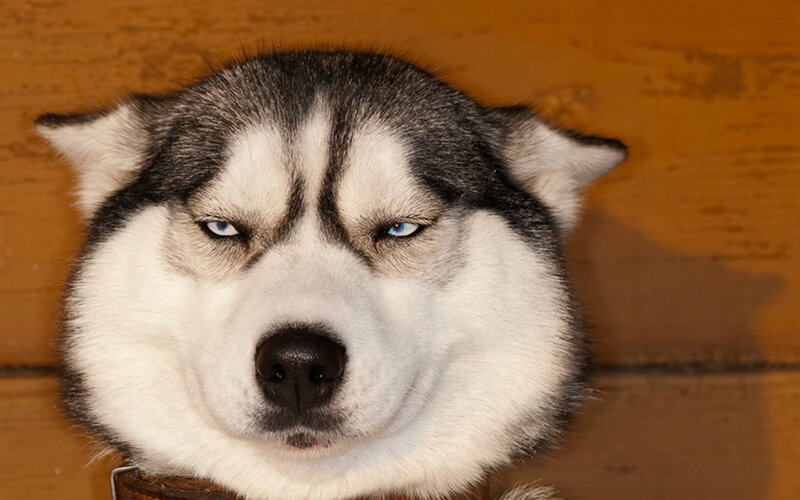 Husky Dog Face — Brown