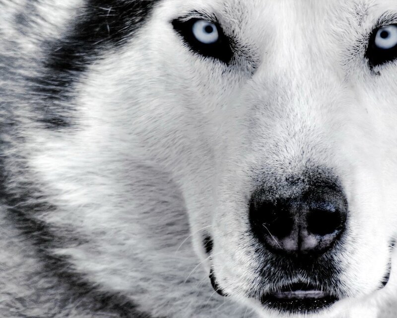 Husky Dog Face