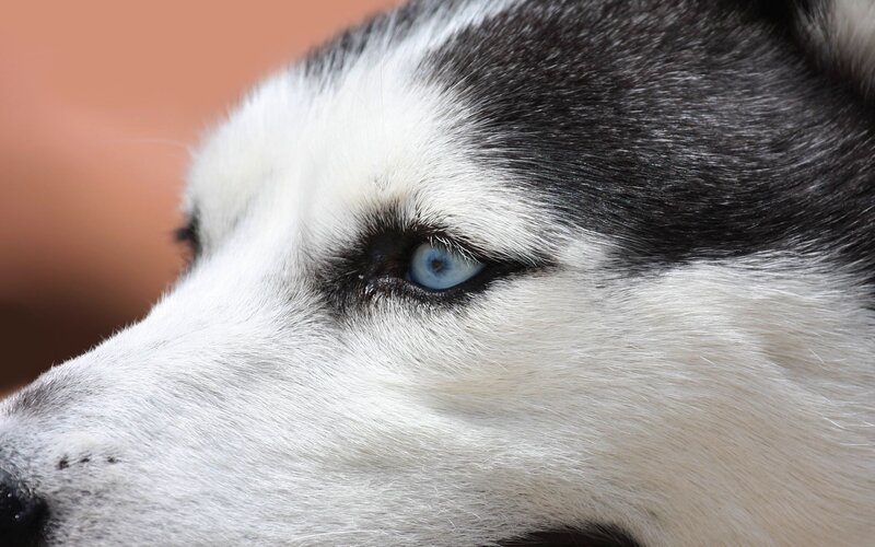 Husky Dog Face — White, Calm, Photograph