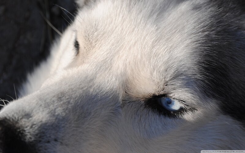 Husky Dog Face — White, Calm