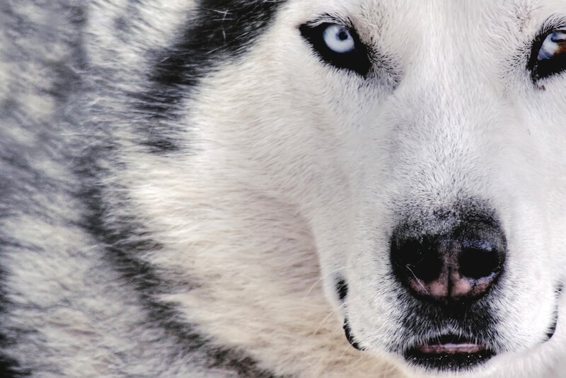 Husky Dog Face — White, Intense, Photograph