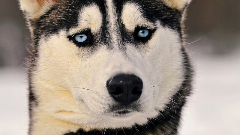 Husky Dog Face — White, Intense, Winter