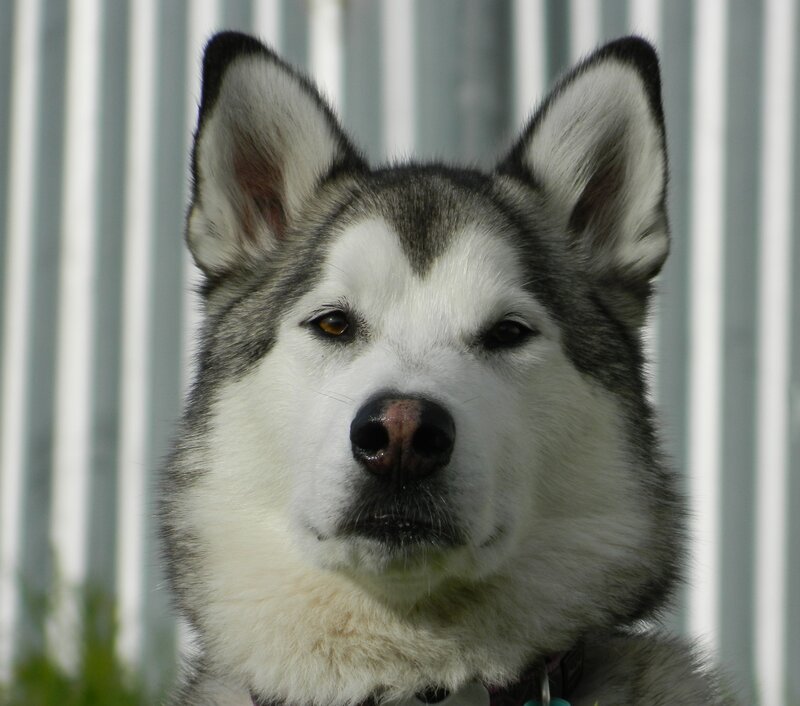 Husky Dog Face — White