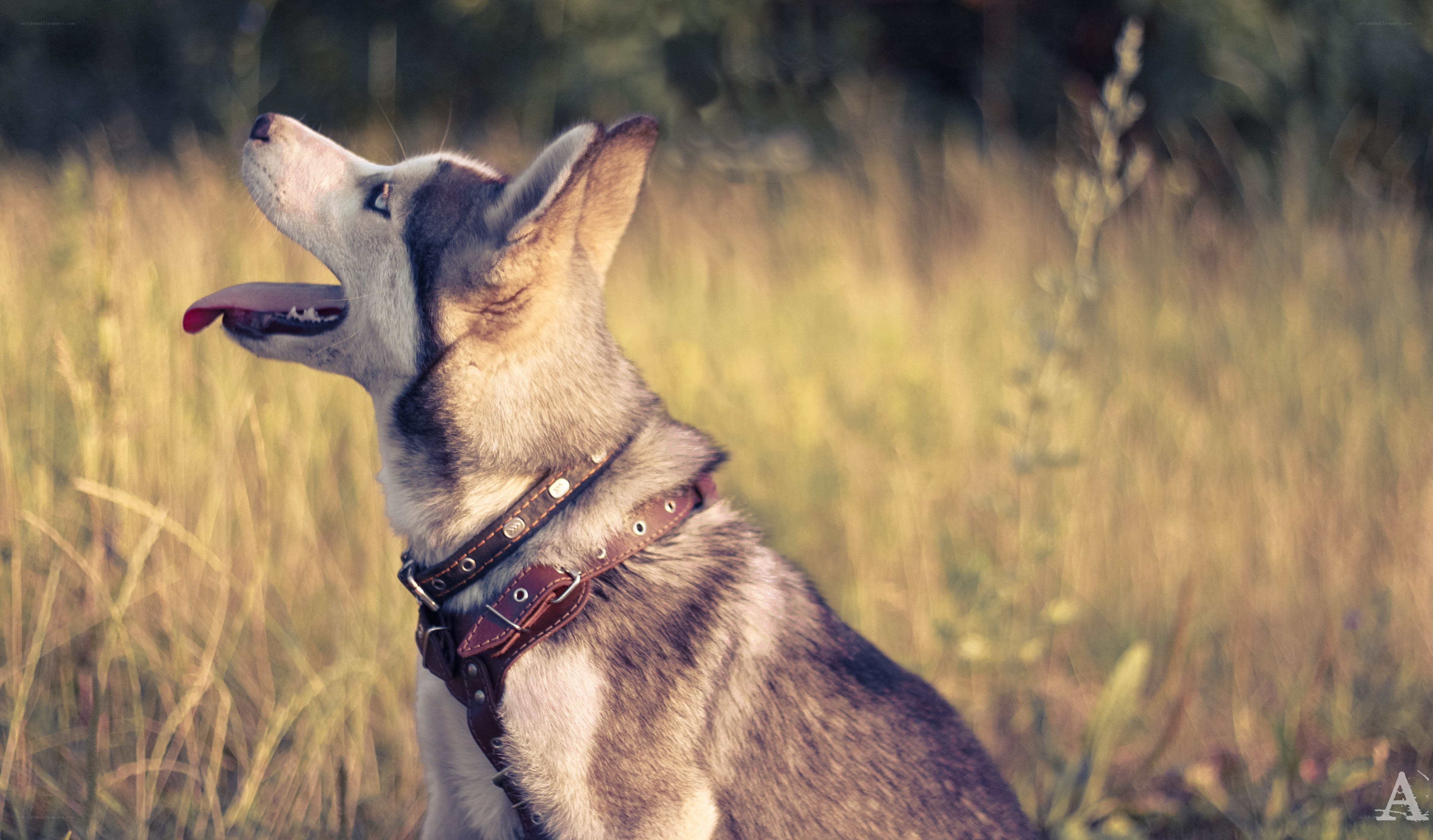 husky dog in a field