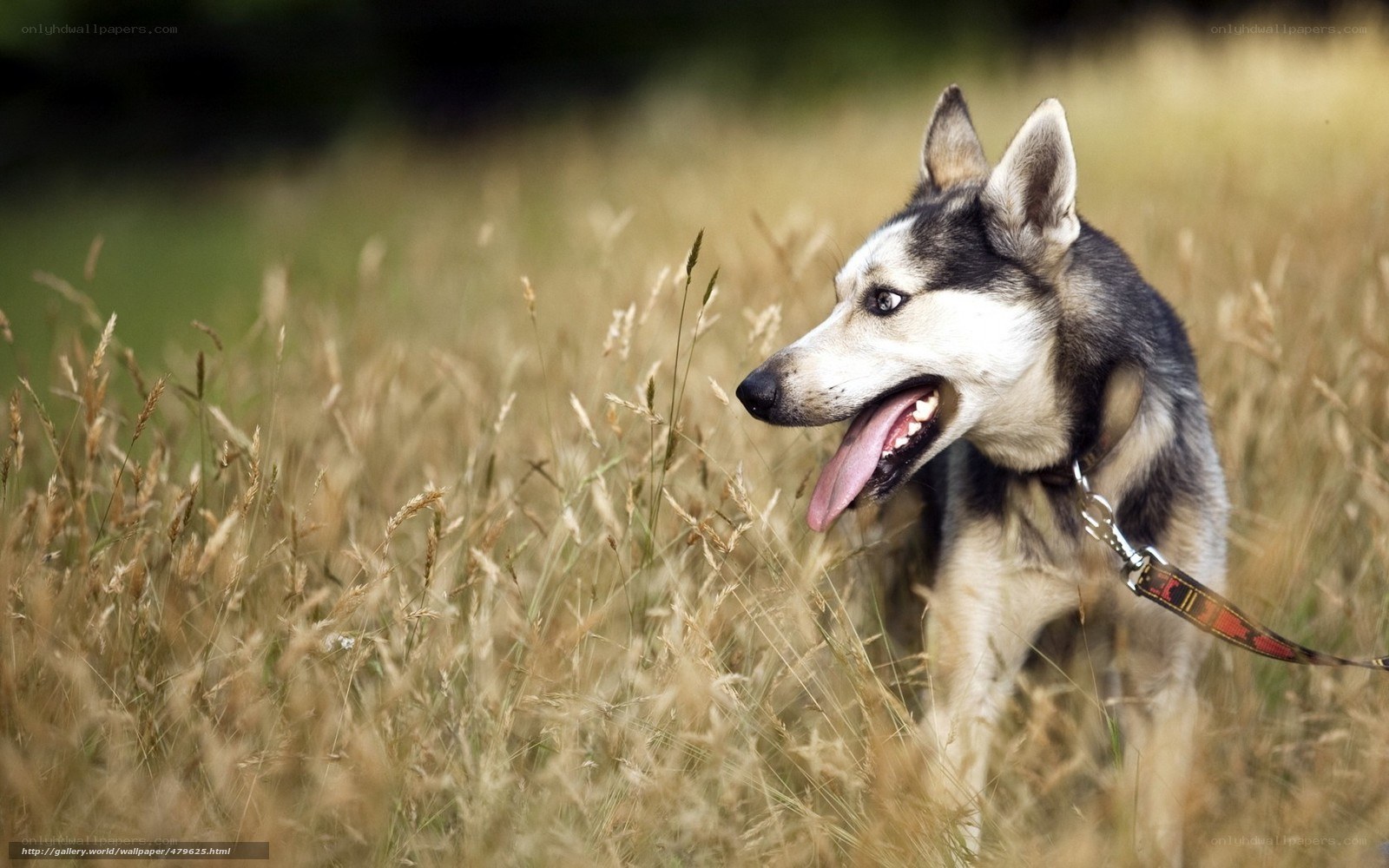 husky dog in a field