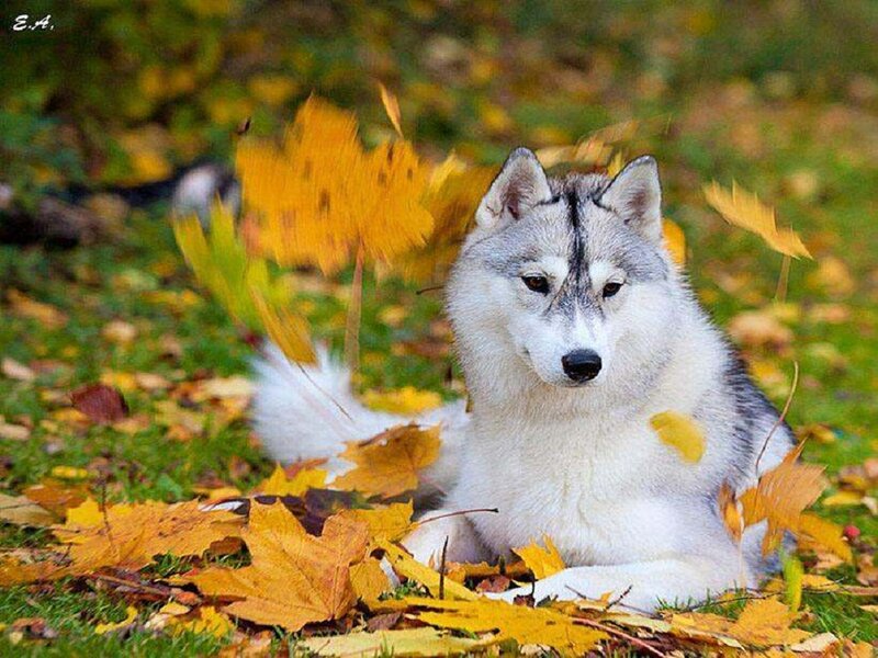 Husky Dog in Autumn Leaves — Yellow