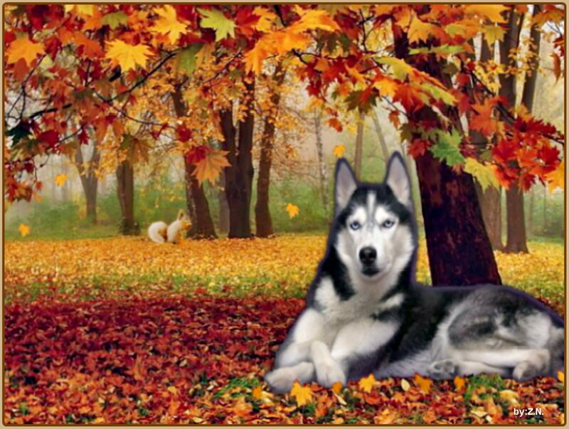 Husky Dog in Autumn — Orange