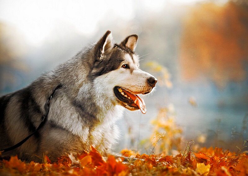 Husky Dog in Autumn