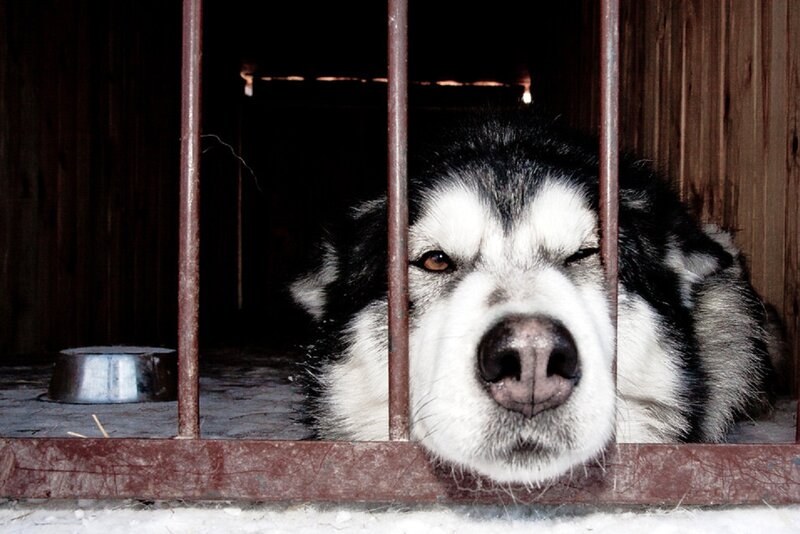 Husky Dog in Cage