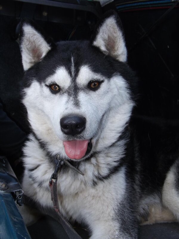 Husky Dog in Car — Black, Calm