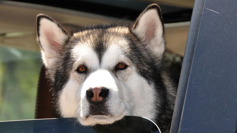 Husky Dog in Car — Black