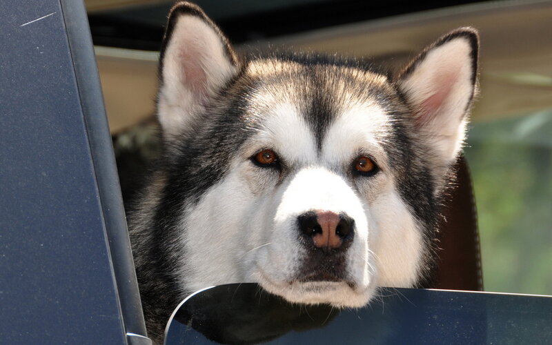 Husky Dog in Car