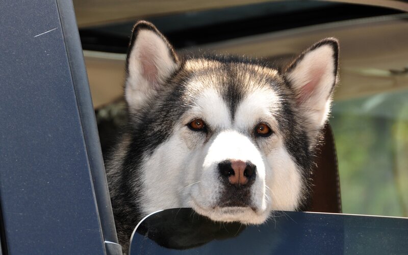 husky dog in car window