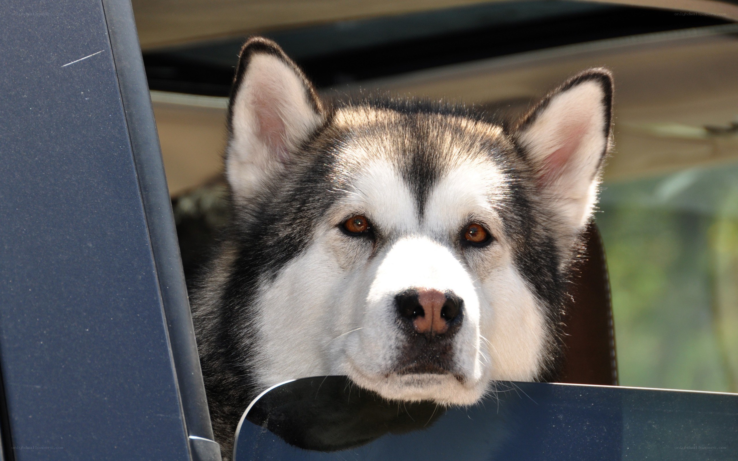 husky dog in car window