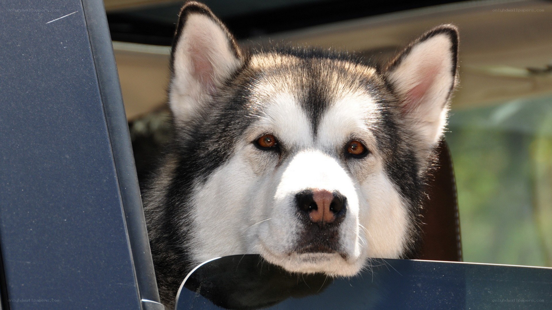 husky dog in car window