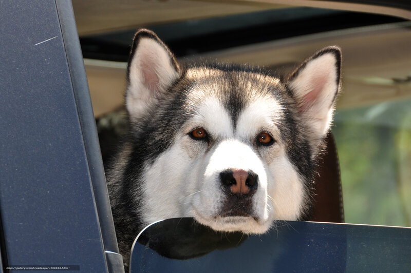 husky dog in car window