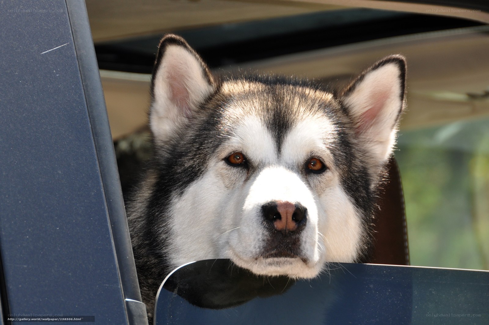 husky dog in car window