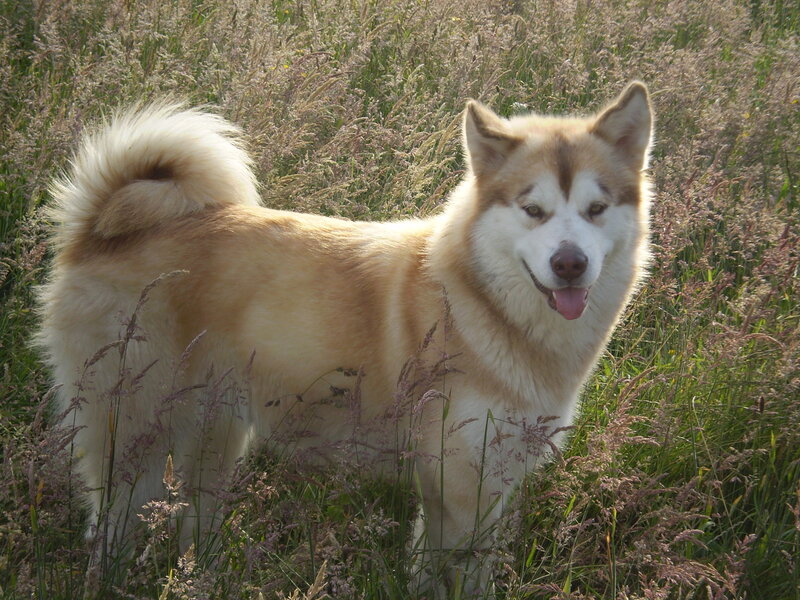 Husky Dog in Field — Beige