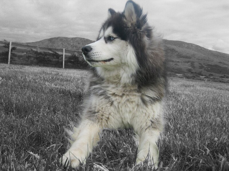 Husky Dog in Field — Black, Calm