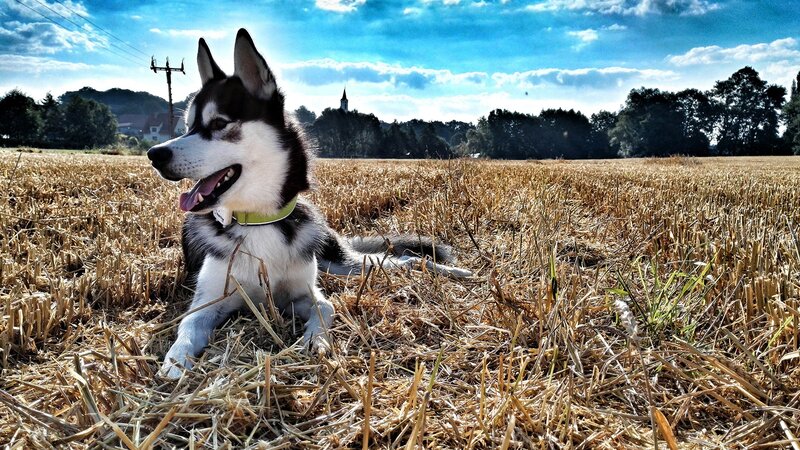 Husky Dog in Field — Blue, Serene, Afternoon