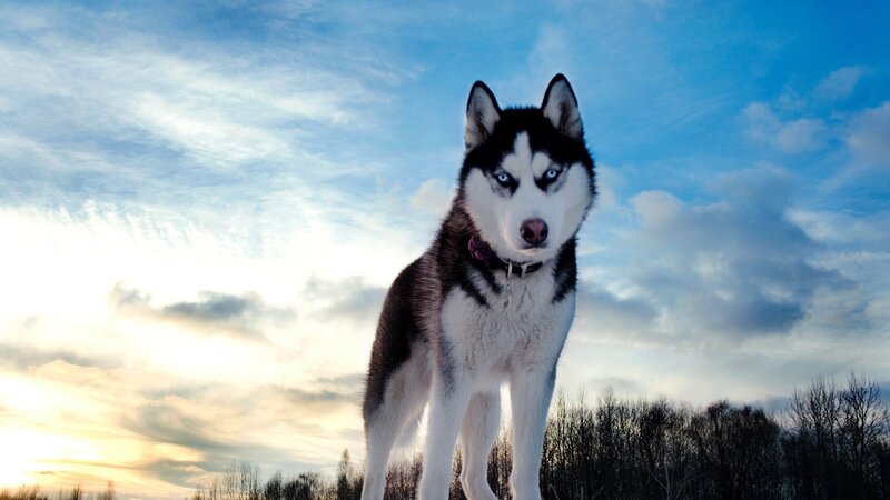 Husky Dog in Field — Blue