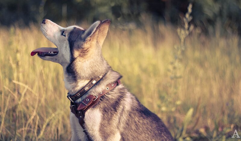 Husky Dog in Field — Brown, Calm, Afternoon, Photograph, Collar