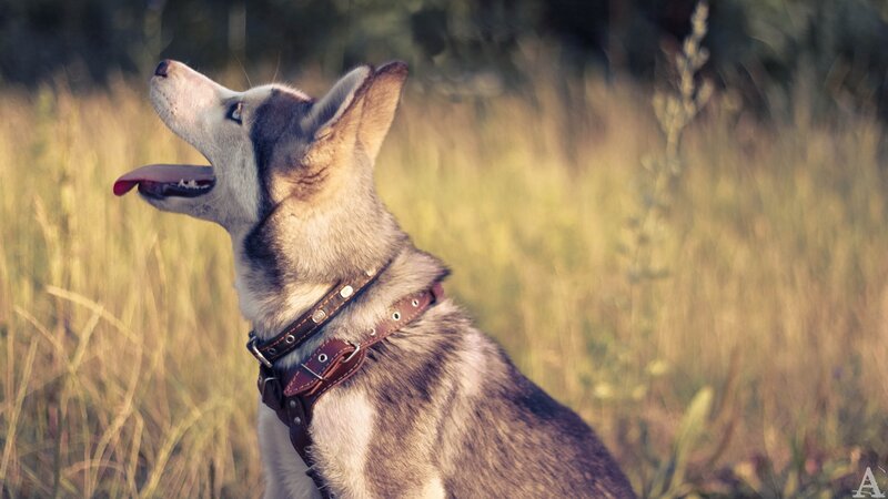 Husky Dog in Field — Brown, Calm, Afternoon