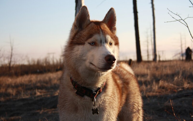 Husky Dog in Field — Brown, Calm, Sunset