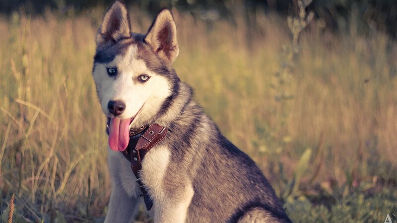 Husky Dog in Field — Brown, Calm