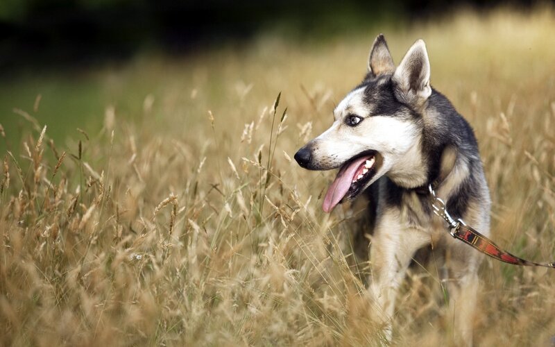 Husky Dog in Field — Brown