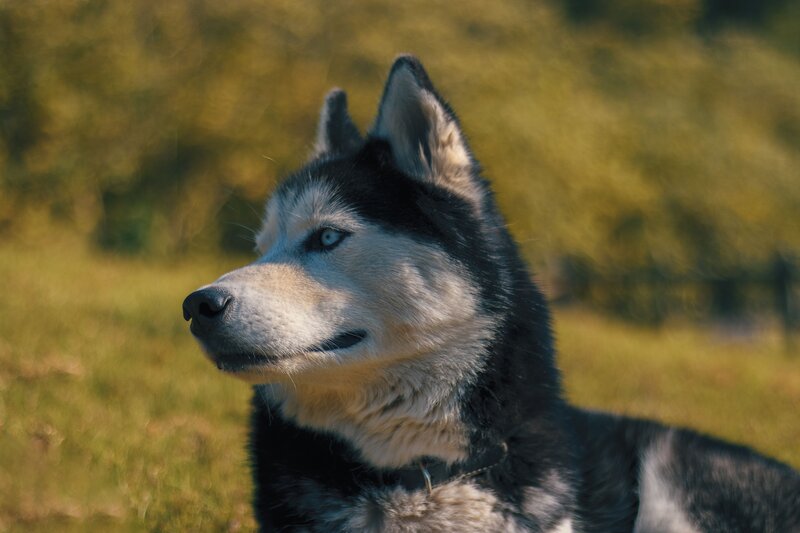 Husky Dog in Field — Green, Calm