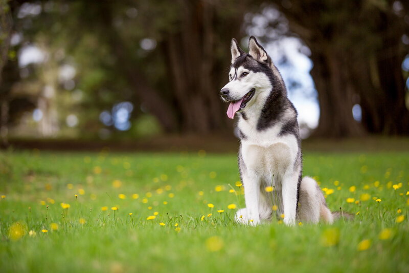 Husky Dog in Field — Green