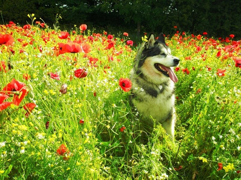 Husky Dog in Field — Red